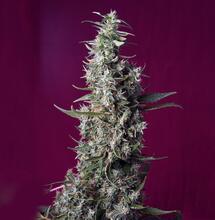 Novedades Sweet Seeds® 2021