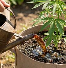 Nutrición de primavera: ciencia y componentes