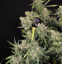 Banques de semences - Histoire des variétés Dinafem