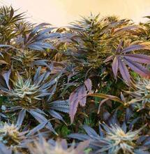 Ohio Voters Approve Legal Marijuana