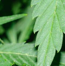 Prevención, tratamiento y cura del oídio