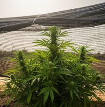 Ola de calor verano 2025: guía urgente para salvar tu cultivo