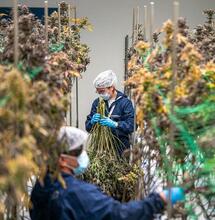 ¿Por qué usar ósmosis inversa en la marihuana?