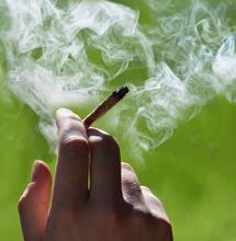 Ophef over hasj met hoog THC-gehalte in wietexperiment