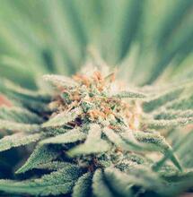 Oproep: legaliseer bezit 30 gram cannabis en thuisteelt