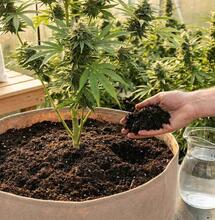 Growing the Best Organic Crops and the Importance of Flushing