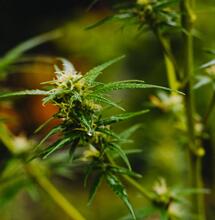 Start Your Organic Cultivation of Marijuana in Live Soil