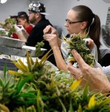 Calgary prepares for future with legalized marijuana