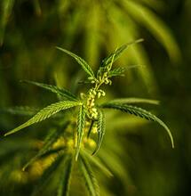 Soft Secrets' contributor Grubbycup explains key chemical processes of macronutrients Nitrogen(N), Phosphorus (P) and Potassium (K).