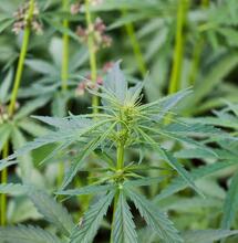 Organic Nutes vs. Chemical Shortcuts