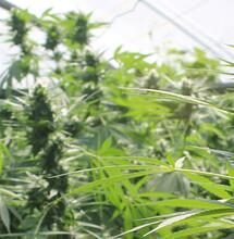 La culture outdoor avec obscurcissement forcé