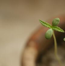 Outdoor Seedling Care: Navigating the Critical First 3 Weeks