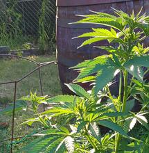 Starting A Cannabis Grow Outdoors  (Part 2)