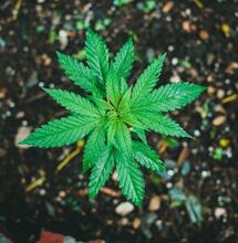 Outdoor marijuana growing guide from scratch 2025 - Soft Secrets