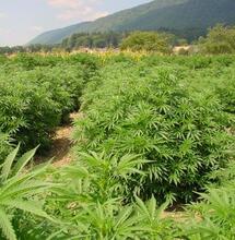 Coltivazione Outdoor Autofiorenti – potenzia raccolto outdoor