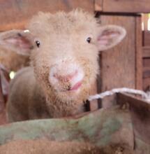 Ovejas griegas comieron cientos de quilos de cannabis.