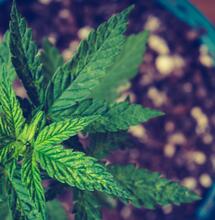 Oxígeno en la raíz de marihuana, la clave