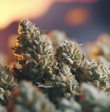 ¿pH alto del cultivo de marihuana o bajo?