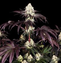 Une boule de luxe de Gelato de Paradise Seeds