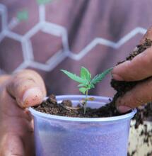 Paraguay: senado inicia comisión sobre cannabis y campesinado.