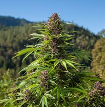 Paraguay, grande produttore di canapa