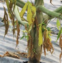 Los agentes patógenos