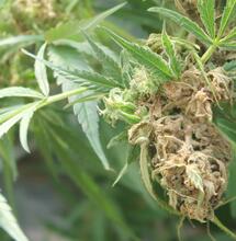 Los agentes patógenos