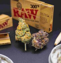 Tipos de cannabis medicinal