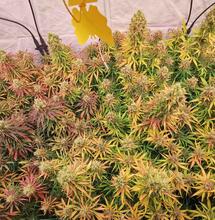 Die Outdoor-Pflanzen für die Blühphase vorbereiten