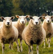 Pecore affamate mangiano 100 kg di Cannabis medica