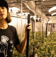 Trump prohibe THC y golpea industria cannábica en América Latina