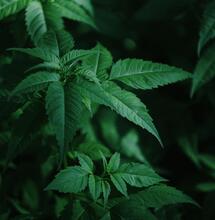 Dealing With Cannabis Pests