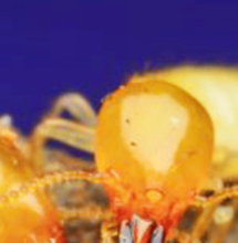 Prach, škůdci  &amp; další stvoření