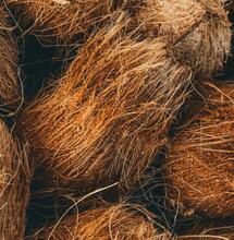 kokosový substrát - pěstování