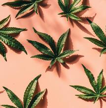 Cannabinoides y la esclerosis múltiple