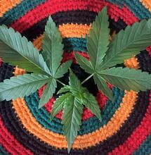 Die 8 besten CBD-Shops in Deutschland