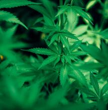 El impacto de la prohibición del cannabis en la biodiversidad