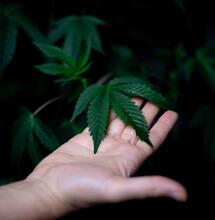 Počátky seedbank ve Španělsku