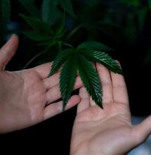 ¿Por qué usar aminoácidos para cultivar cannabis?