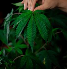 12 Kilo Cannabis: In Spanien geringe Menge?