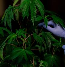 Semillas poliembriónicas de cannabis