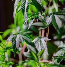 Královna zahrady: Sweet Zkittlez® by Sweet Seeds®