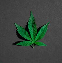 4Twenty von Bee4All