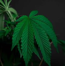 30 Jahre Dutch Passion