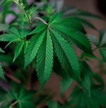 Cannabis hilfreich bei terminalen Patienten