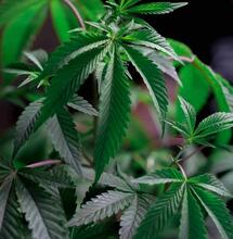 10 Top Tips for Breeding Cannabis Plants