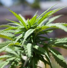 How to Germinate Cannabis Seeds