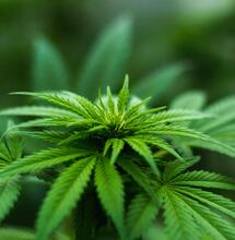 Déjà-vu mit dem Marijuana Tax Act?