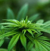 Dass Cannabis ab März in Deutschland