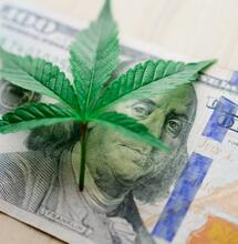 "Green Wednesday" Cannabis Sales Pass $9 Million